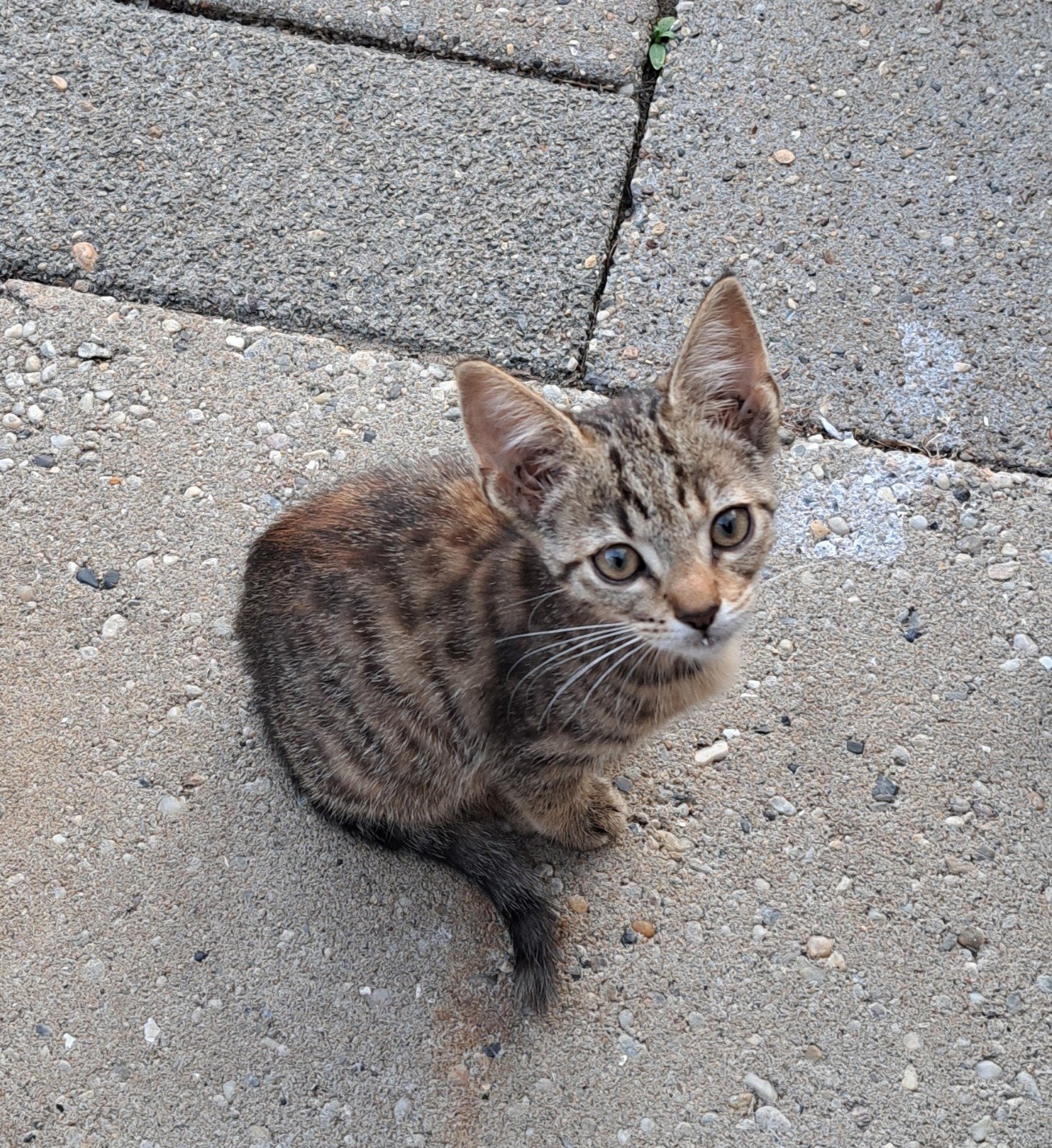 Lieve kittens zoeken liefdevolle huis €50-€150, Meerdere dieren, Ontwormd