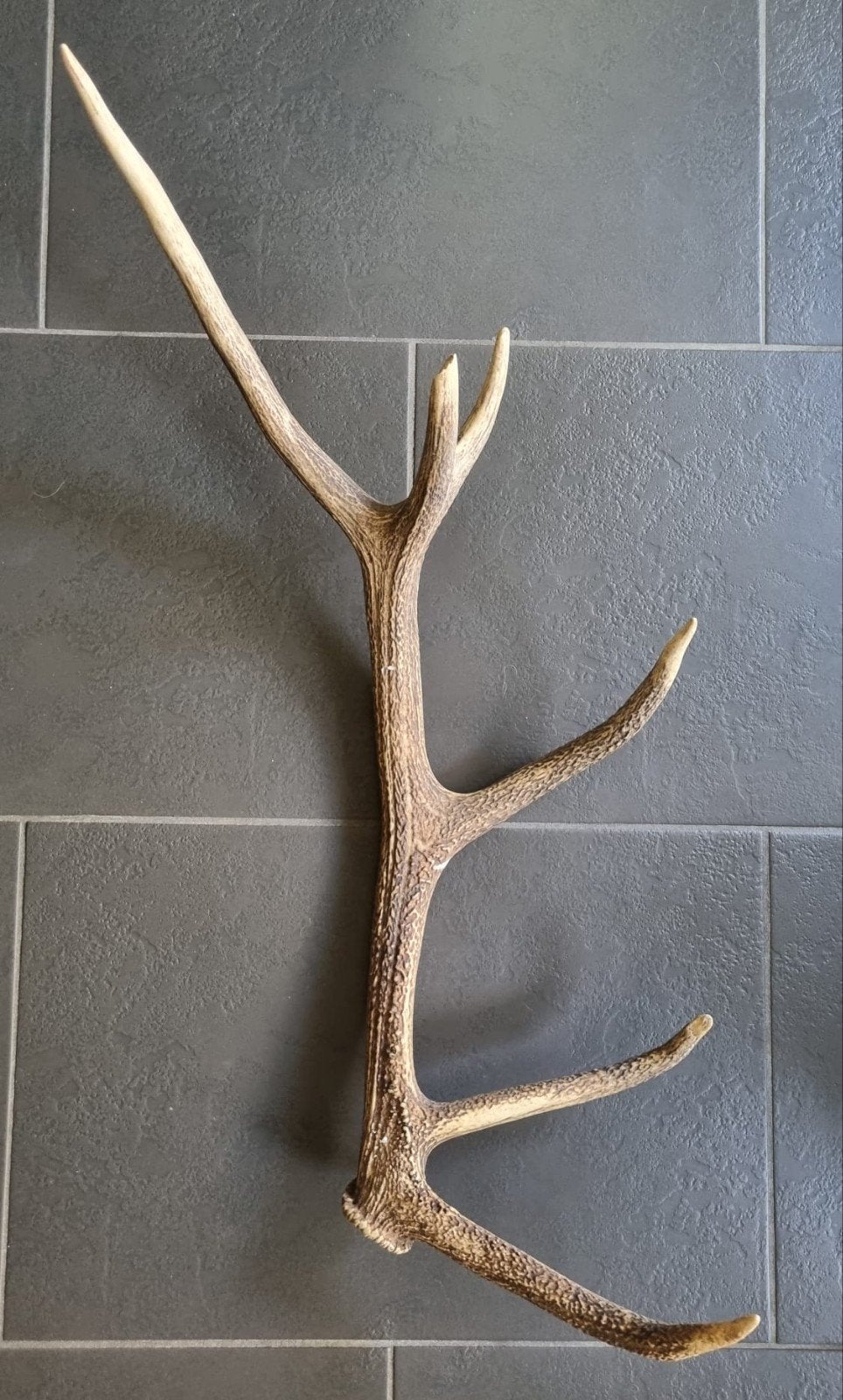 Edelhert gewei 82 cm, Ophalen of Verzenden, Hert, Gewei of Kop