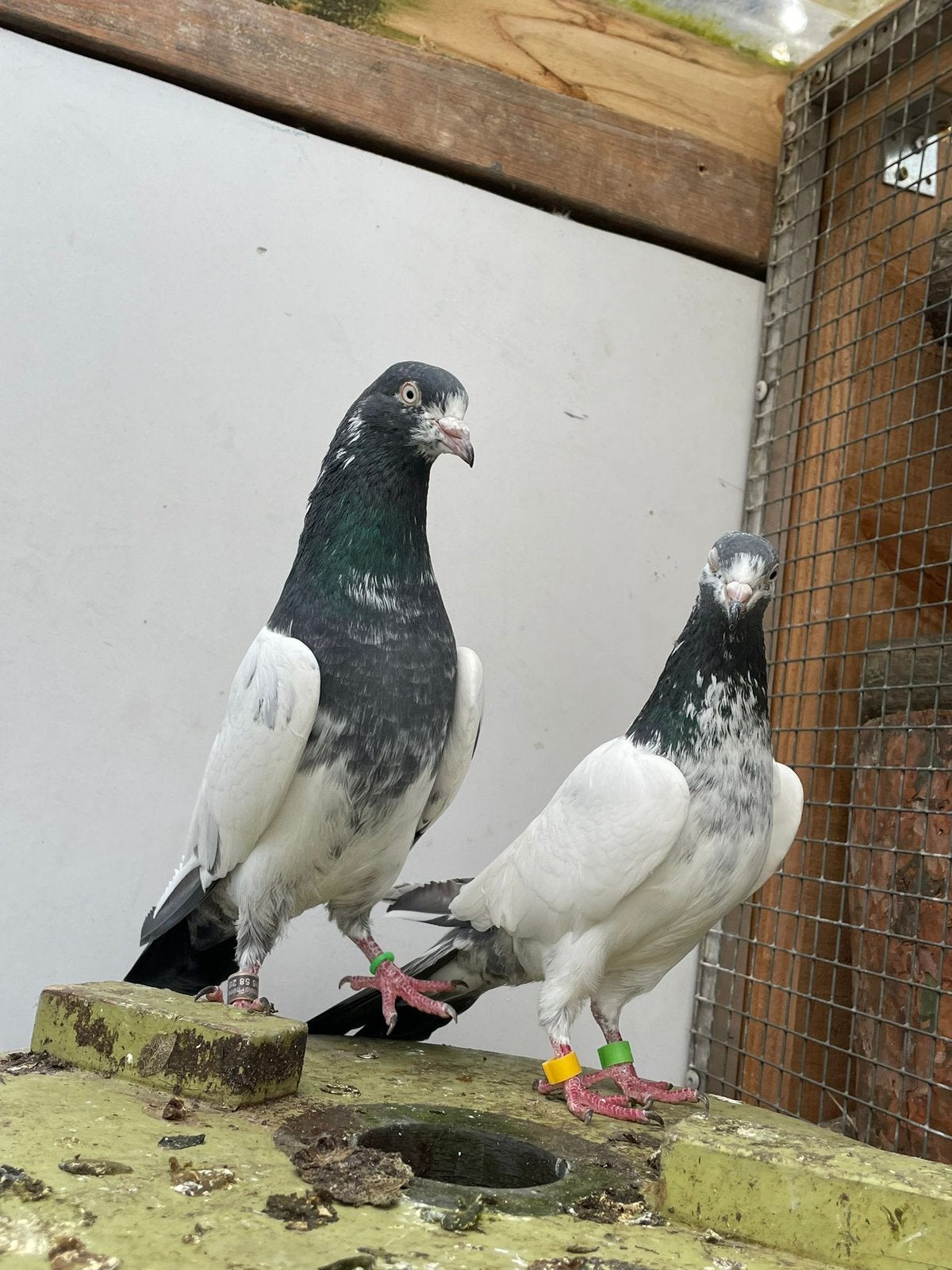 Pakirstanse hoogvliegers teddy, Dieren en Toebehoren, Vogels | Duiven, Meerdere dieren, Postduif