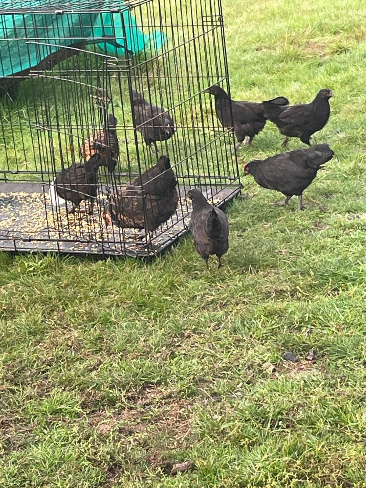 Mooie jonge kippen / kuikens (3 maanden oud) – 1 haan, 2 hen, Meerdere dieren, Kip