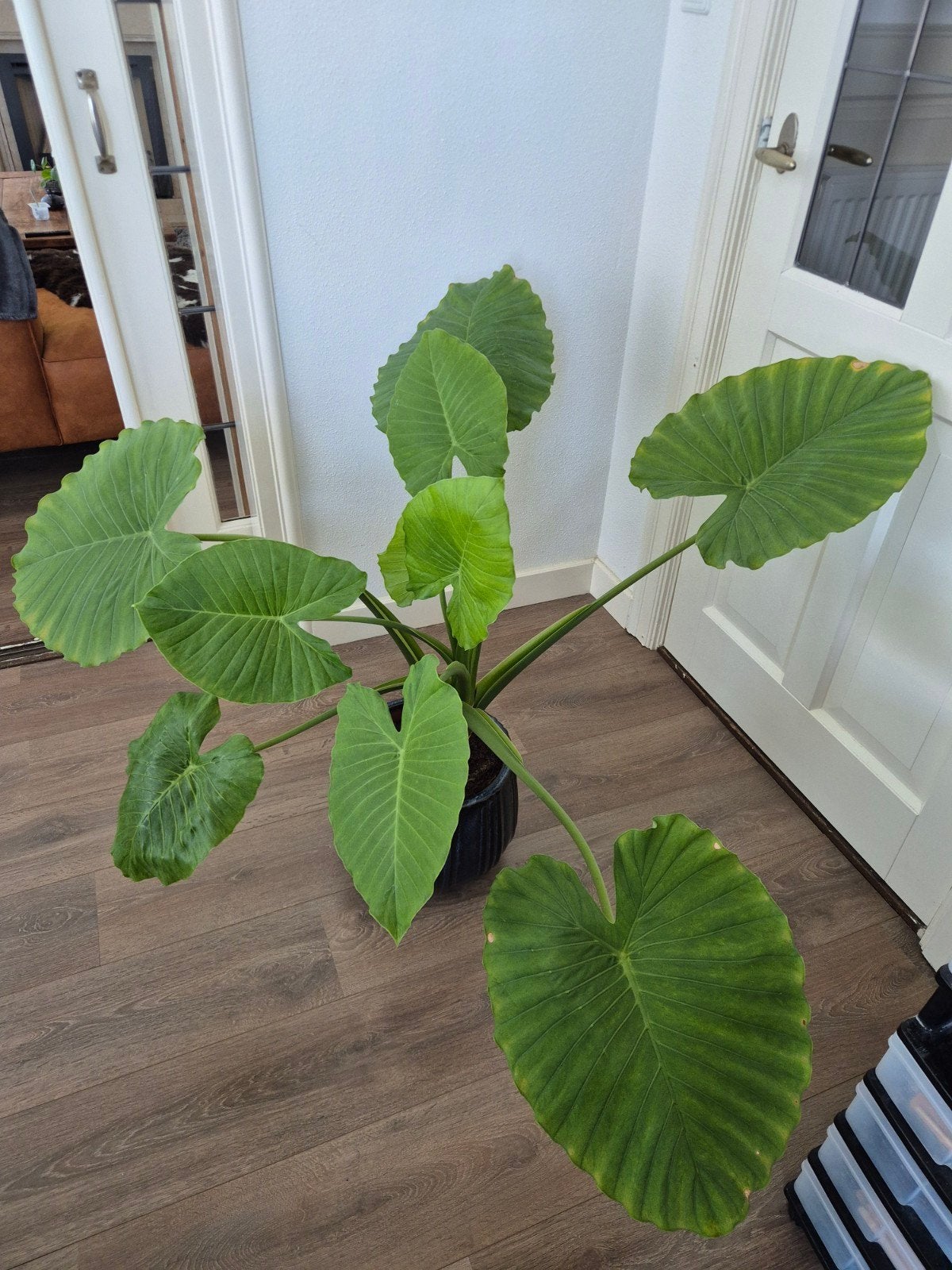 Kamerplant, Ophalen, Halfschaduw, Minder dan 100 cm