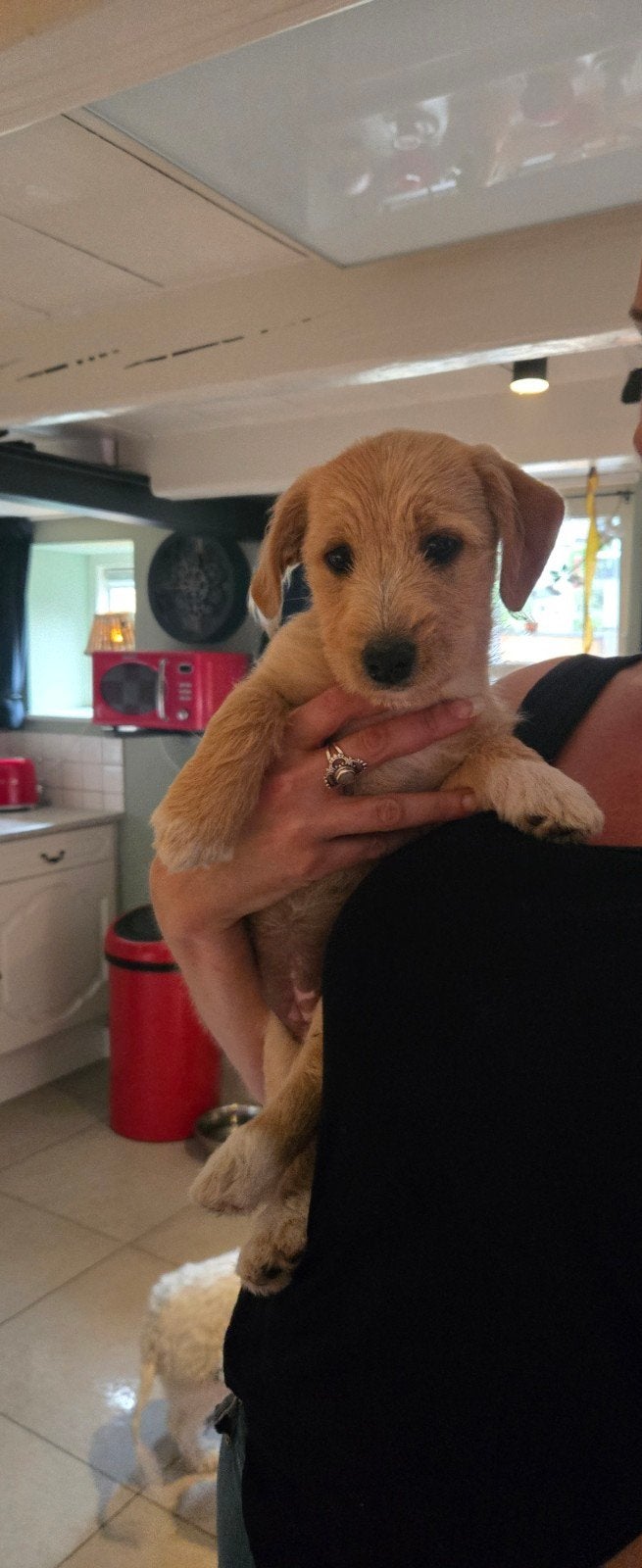 Boomer pups, Dieren en Toebehoren, 8 tot 15 weken, Meerdere, Meerdere dieren, Klein