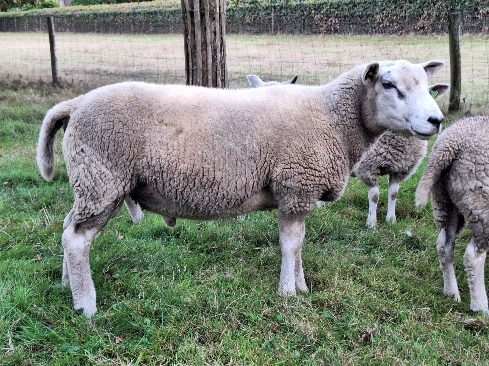 Engelse texelaar dekram, Dieren en Toebehoren, Schapen, Geiten en Varkens, Mannelijk, Schaap, 0 tot 2 jaar
