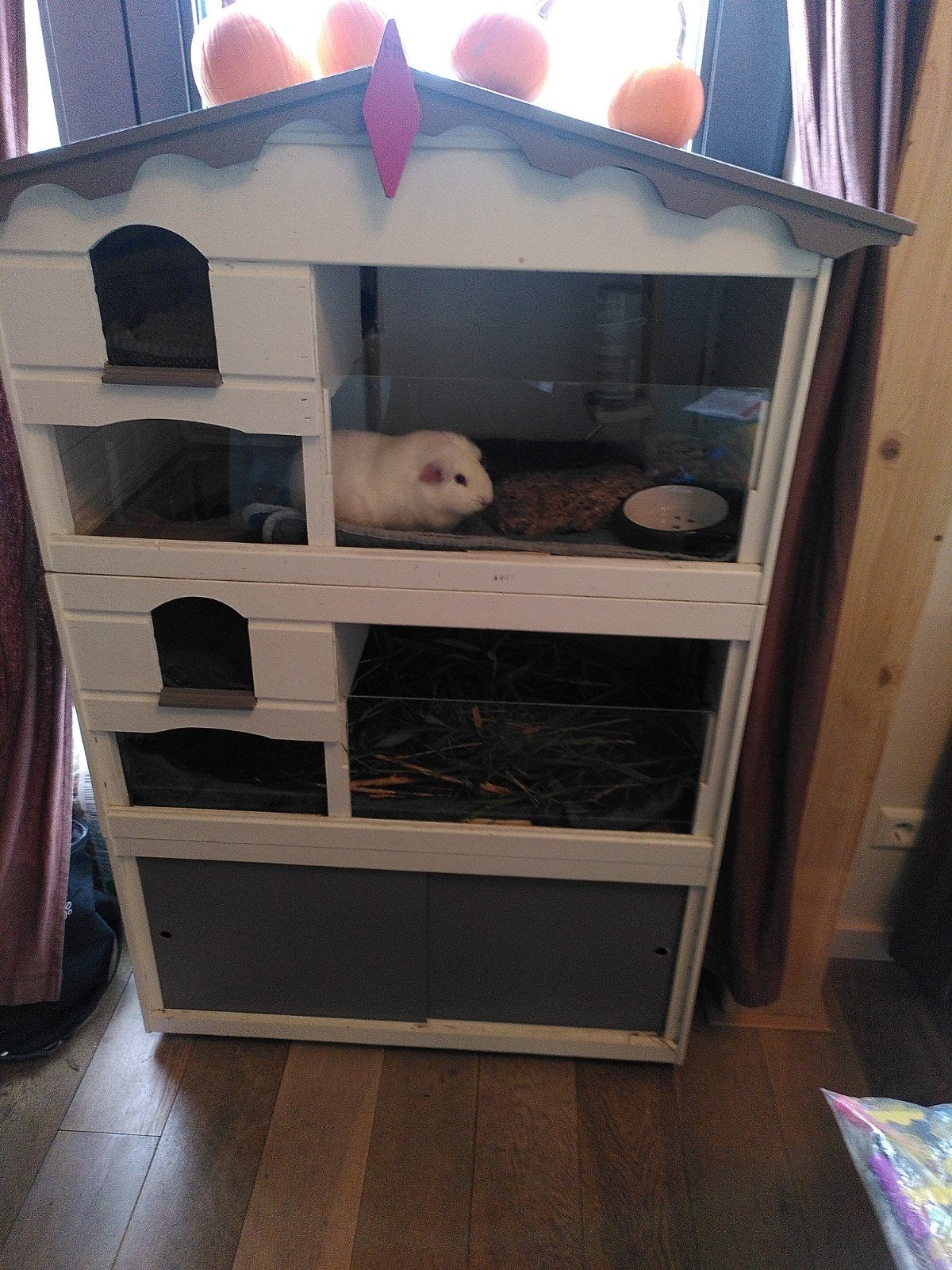 Cavia met Caviaflat en toebehoren, Dieren en Toebehoren, Januari, Mannelijk, Cavia
