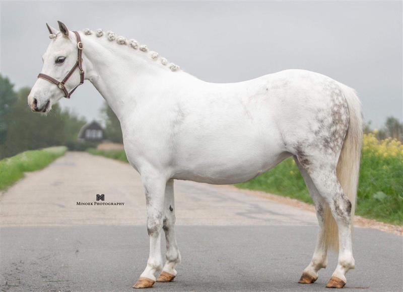 Bloedmooie, goudeerlijke en veelzijdige Welsh B-pony, Dieren en Toebehoren, Pony's, Merrie, Springpony, B pony (1.17m tot 1.27m)