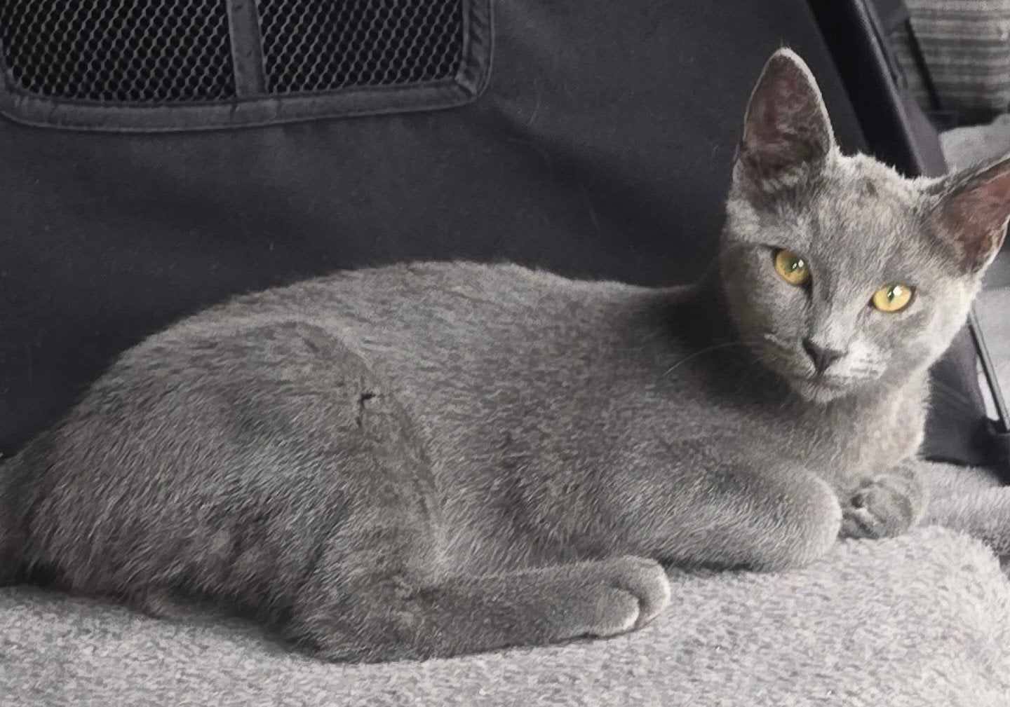 Ragdoll mannelijk, Dieren en Toebehoren, Poes