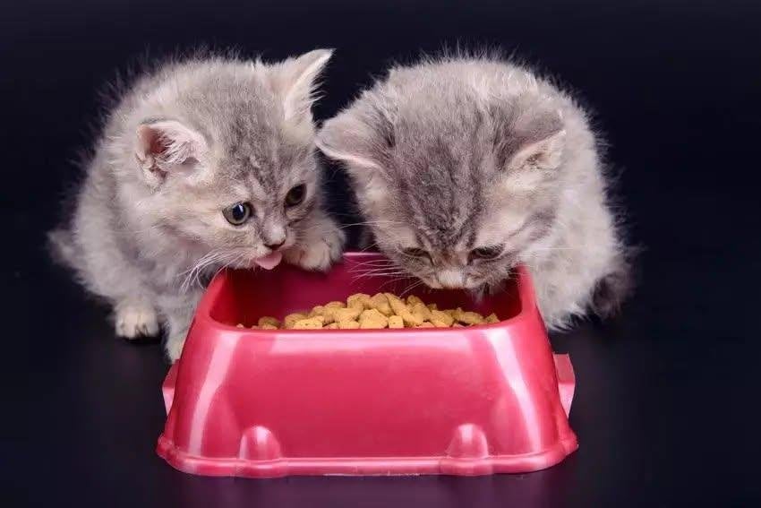 gezocht gratis honden en katten voer, Ophalen, Nieuw