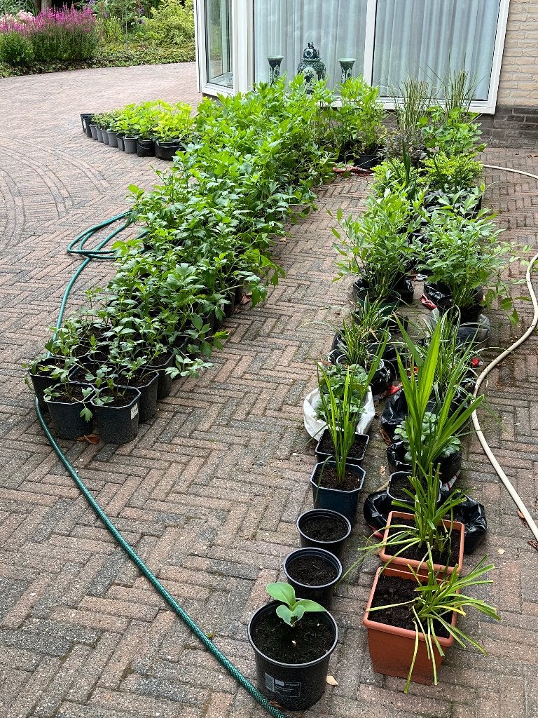 Vaste planten in royale potten, Tuin en Terras, Ophalen, Overige soorten, Volle zon
