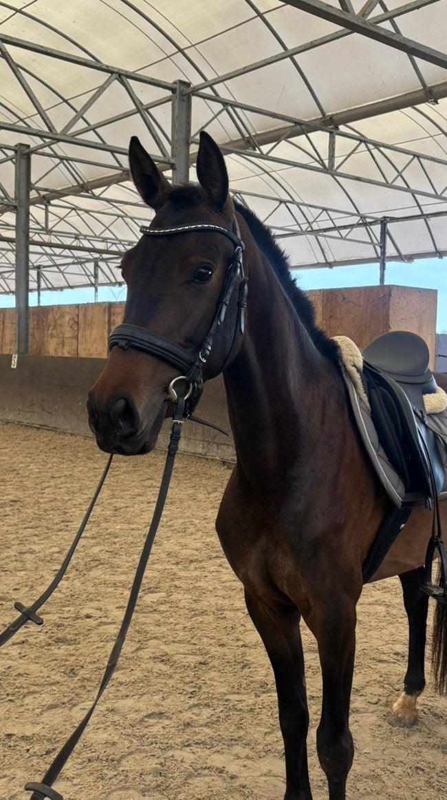 Brave jonge e pony ‼️SPOED‼️, Dieren en Toebehoren, Merrie, B, Recreatiepaard, 3 tot 6 jaar