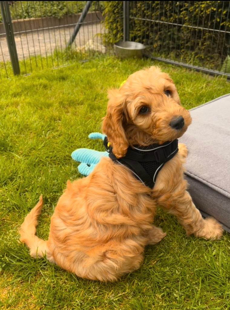 Cockapoo ALLE PUPS ZIJN VOORZIEN VAN EEN GOUDEN MANTJE, Parvo, 8 tot 15 weken, Eén hond, Nederland