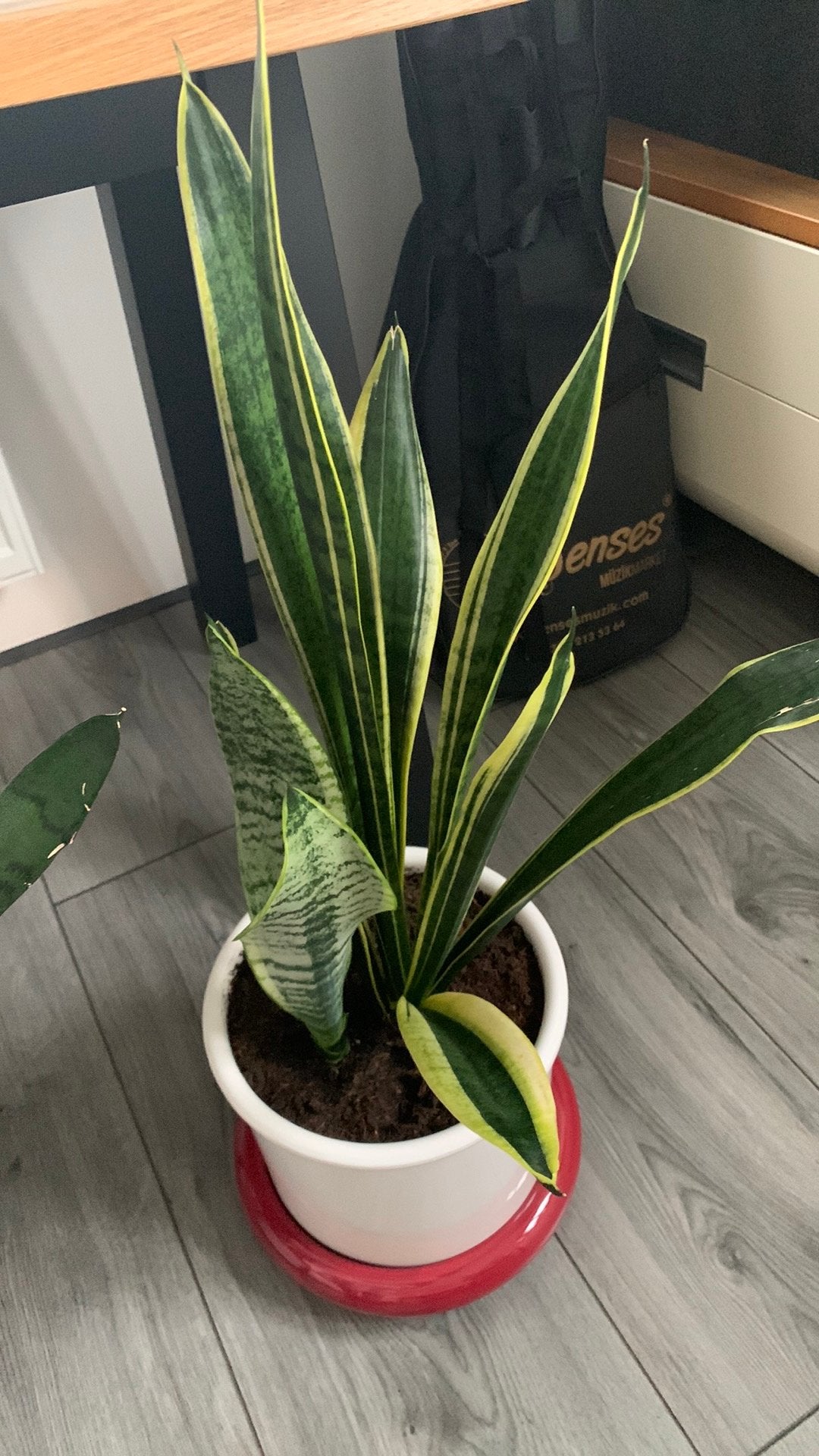 Vet plant met grote pot €20, Ophalen, Halfschaduw, Minder dan 100 cm