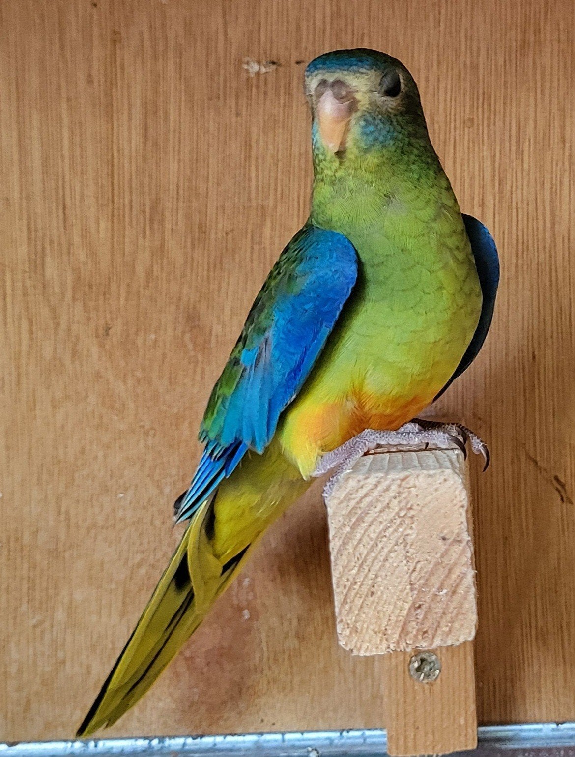 Turquousine parkieten, Dieren en Toebehoren, Vogels | Parkieten en Papegaaien, Vrouwelijk, Parkiet
