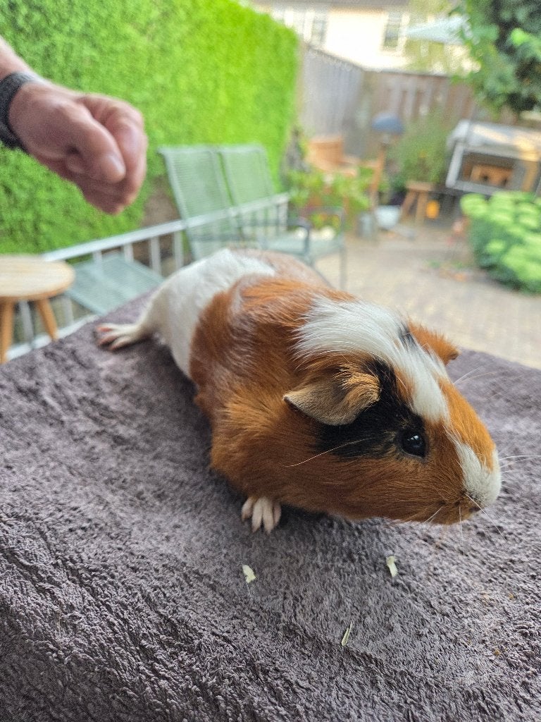 Cavia beer, Dieren en Toebehoren, April, Mannelijk, Cavia