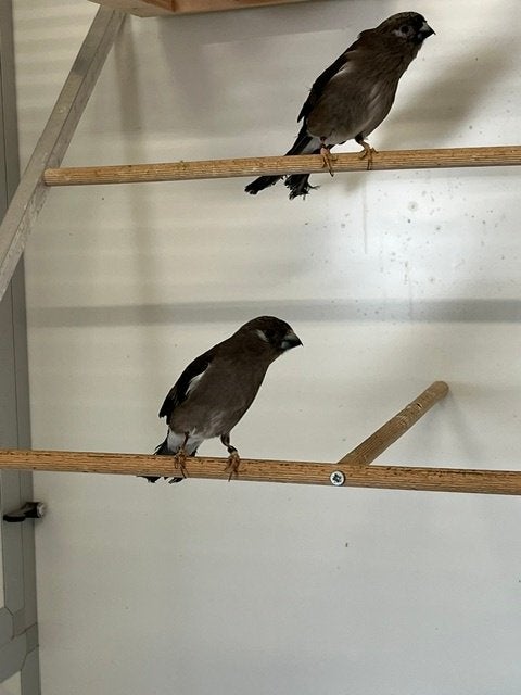 Nepalgoudvinken, Meerdere dieren, Tropenvogel, Geringd