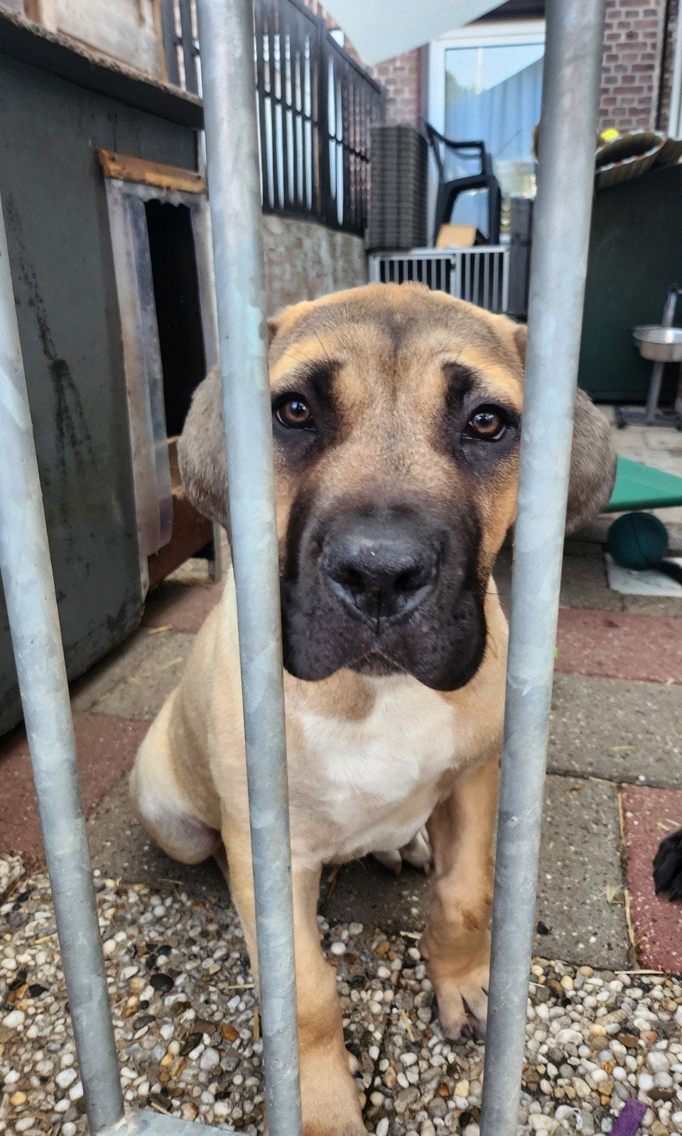 bull mastiff pup reu, Dieren en Toebehoren, 15 weken tot 1 jaar, CDV (hondenziekte), Eén hond, Nederland