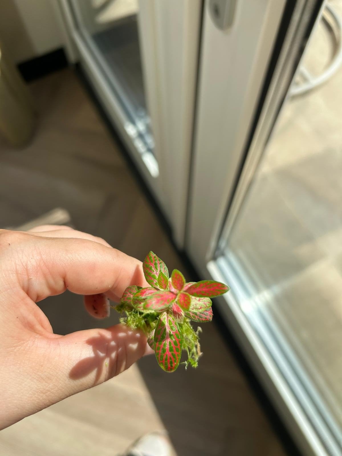 Fittonia stekje felroze terrariumplant / mozaïekplant, Ophalen of Verzenden