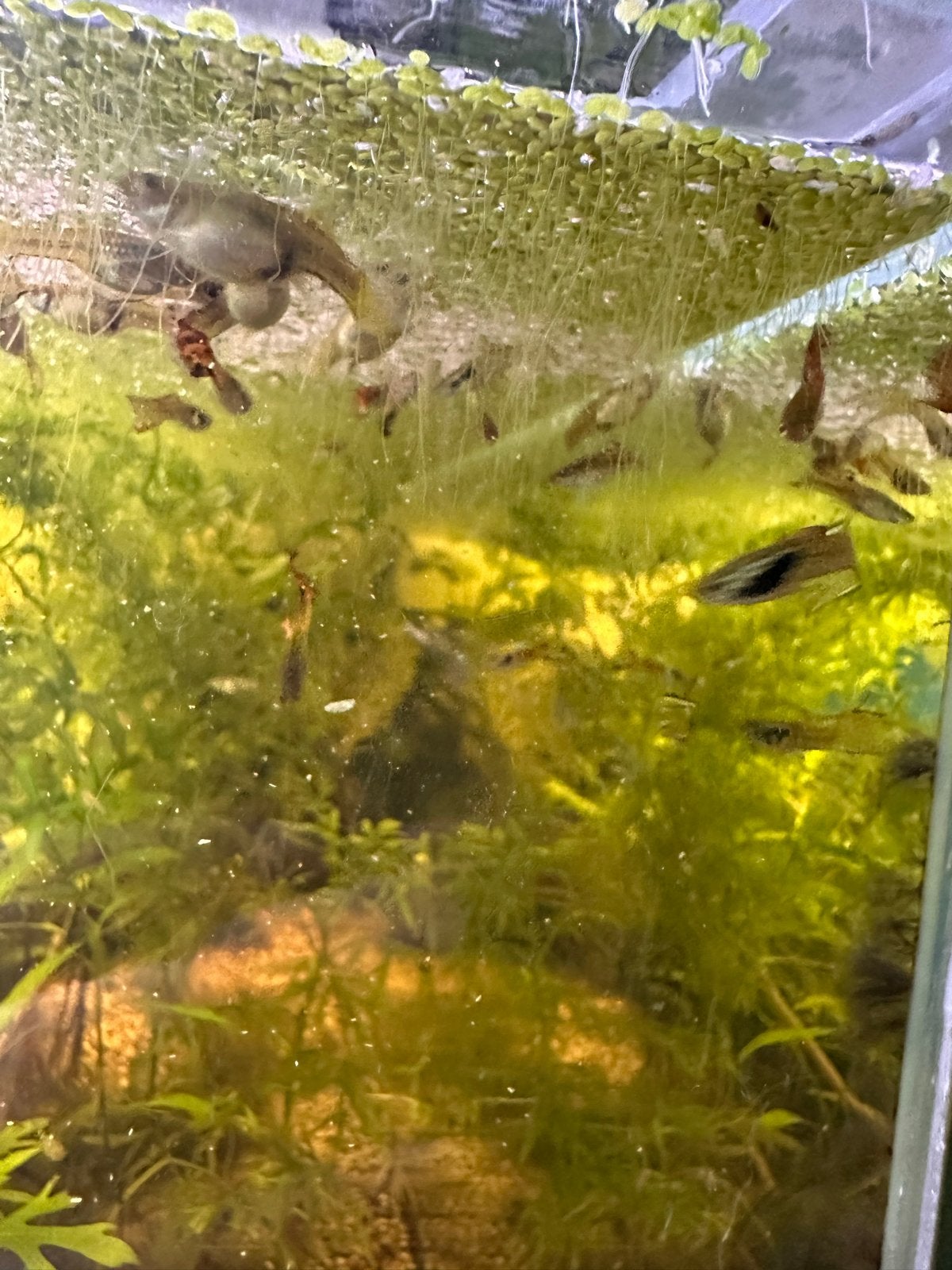 Endler guppen,  (Poescilia wingei) TE RUIL!! NIET TE KOOP, Dieren en Toebehoren, Vis