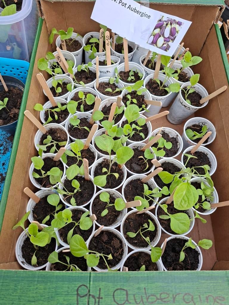 Moestuin planten Pot aubergine, Ophalen, Overige soorten, Volle zon