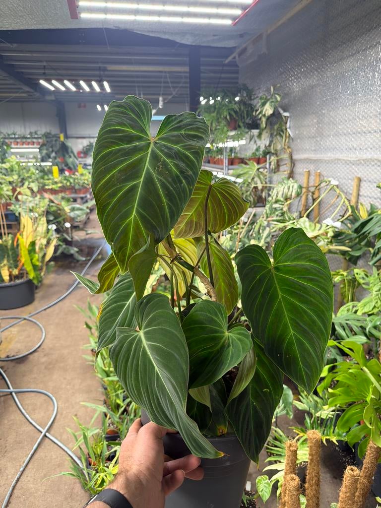 Philodendron splendid.  Pot 24 cm, Huis en Inrichting, Kamerplanten, Ophalen of Verzenden, Halfschaduw, Minder dan 100 cm