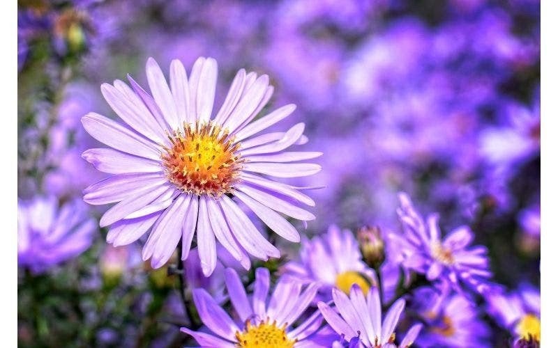 Herfstasters aangeboden in mijn plantentafel aan de weg, Ophalen, Vaste plant, Overige soorten, Volle zon