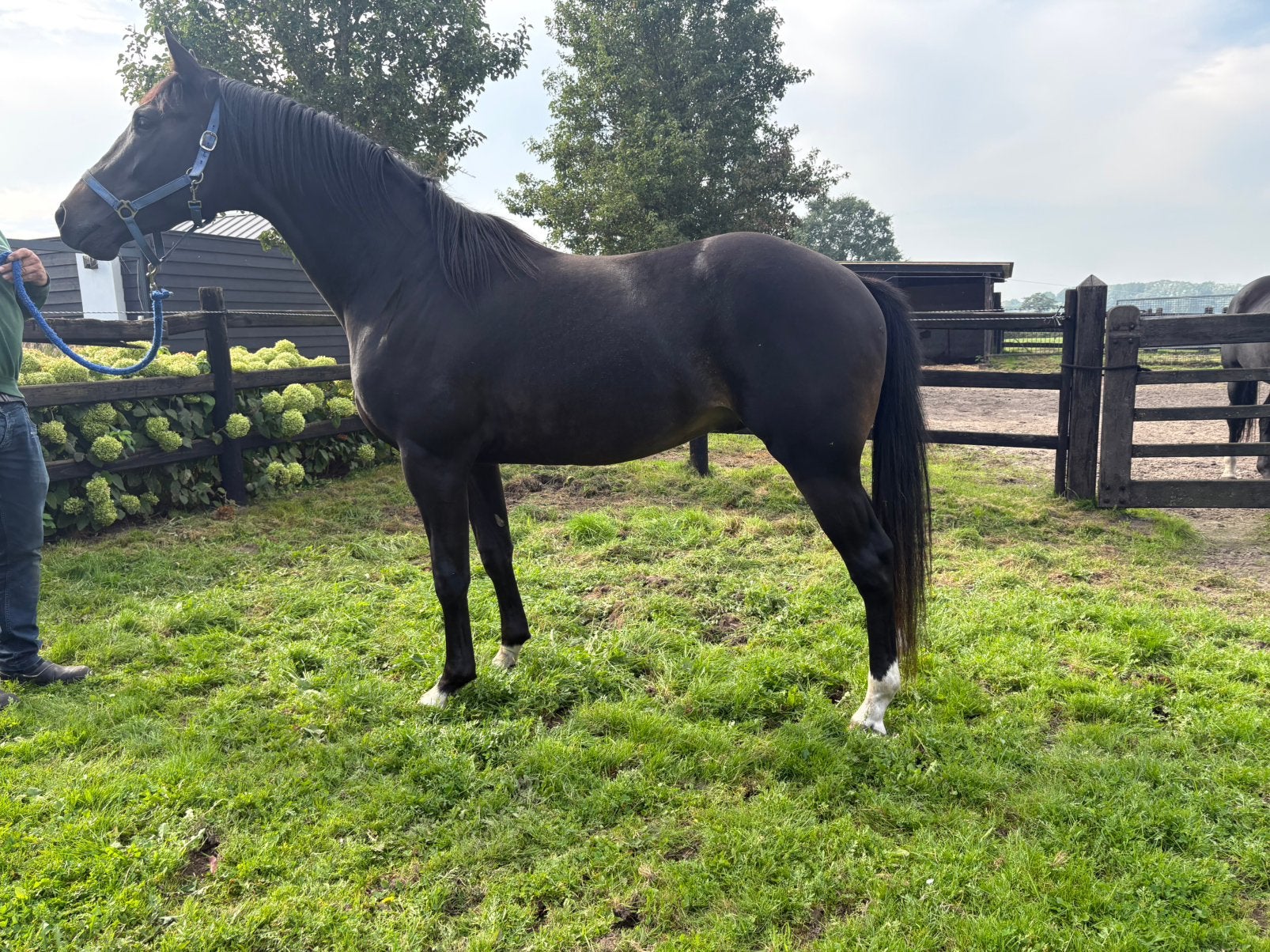 Frankie Lee hengst 2,5 jaar, Dieren en Toebehoren, Minder dan 160 cm, Met stamboom, Dressuurpaard, 0 tot 2 jaar