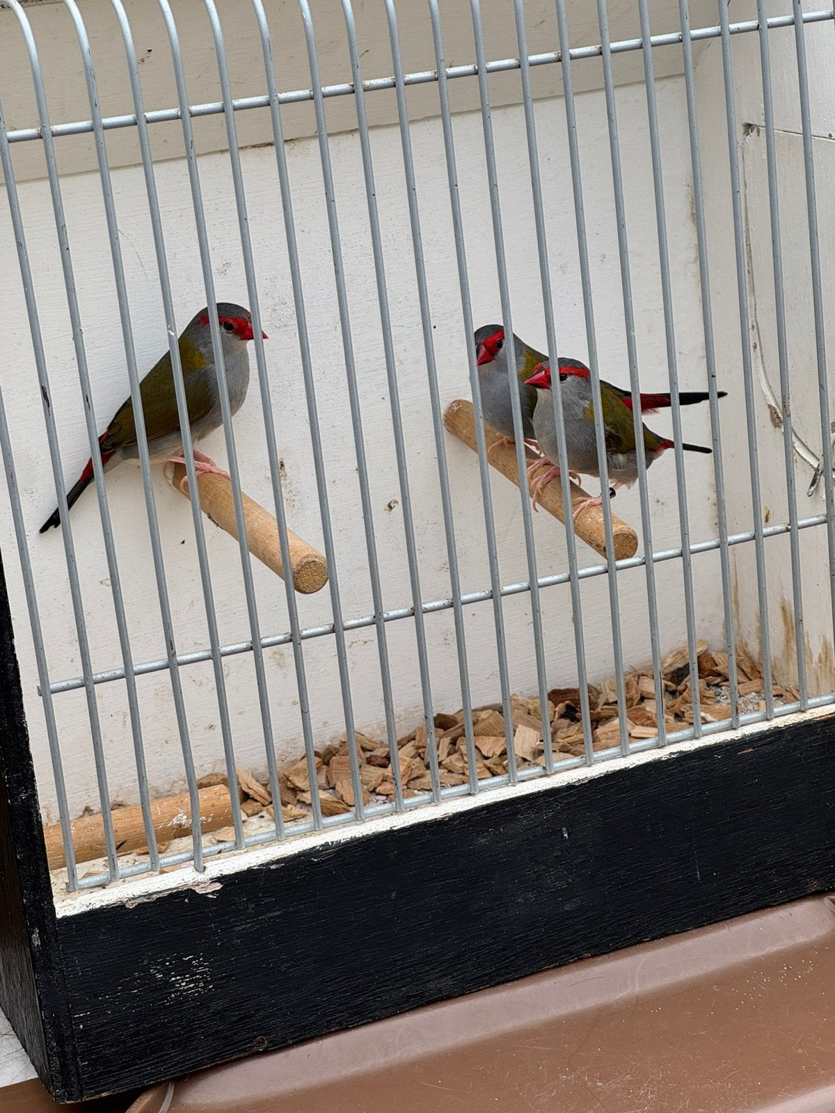 Te koop 1-0 Dornastrilde, Dieren en Toebehoren, Mannelijk, Tropenvogel, Geringd