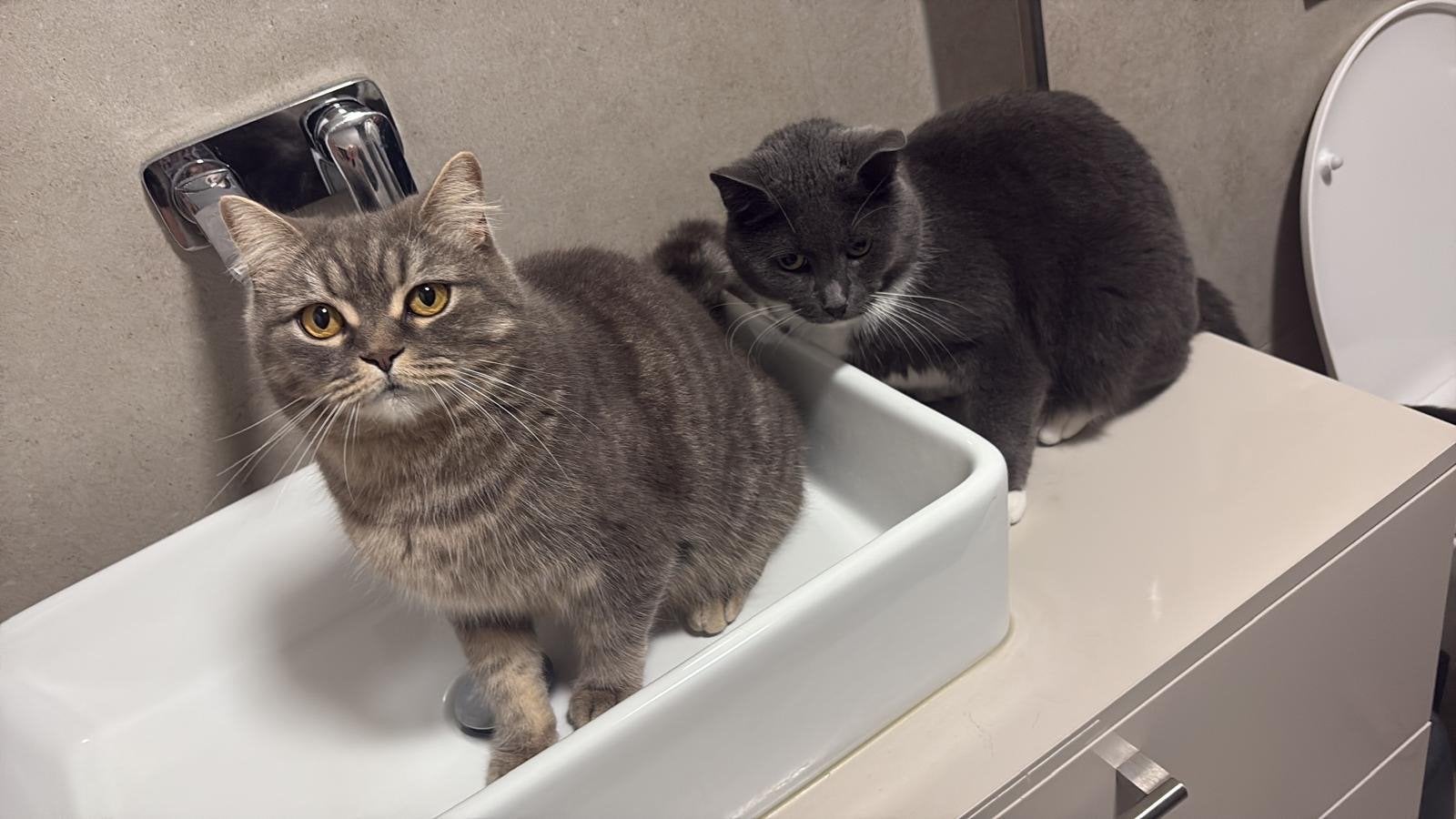 ️ Liefdevol thuis gezocht voor Bubbels & Koekie ️, Meerdere dieren, Kortharig, 3 tot 5 jaar