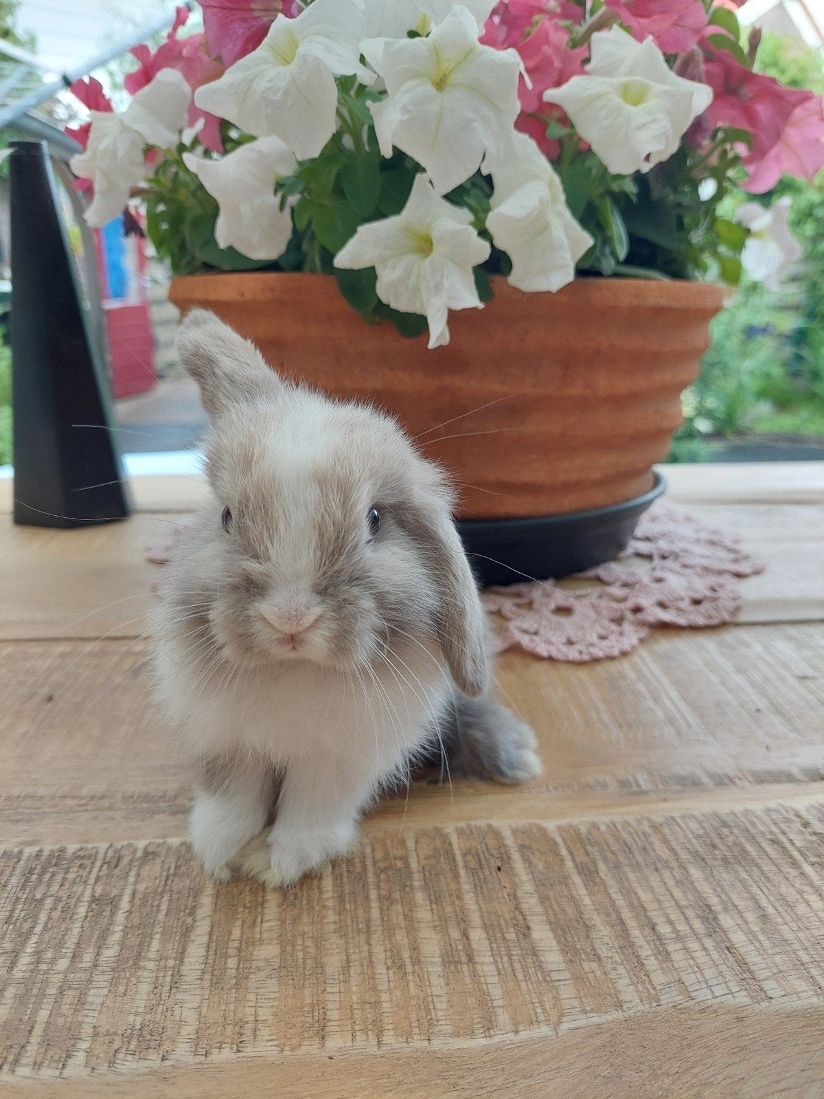 Laatste nestje minilops te koop, Dieren en Toebehoren, Konijnen, Dwerg, Meerdere dieren, 0 tot 2 jaar, Hangoor