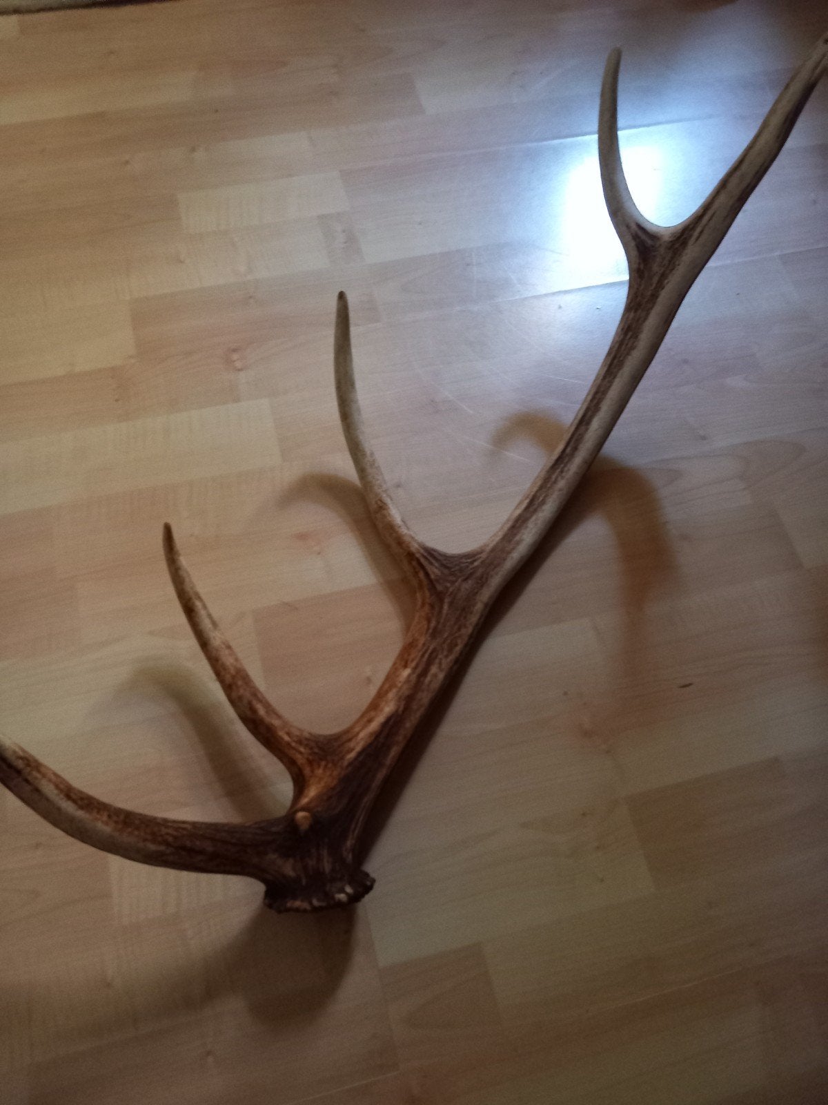 Edelhert gewei 12 ender, Ophalen of Verzenden, Zo goed als nieuw, Hert, Gewei of Kop