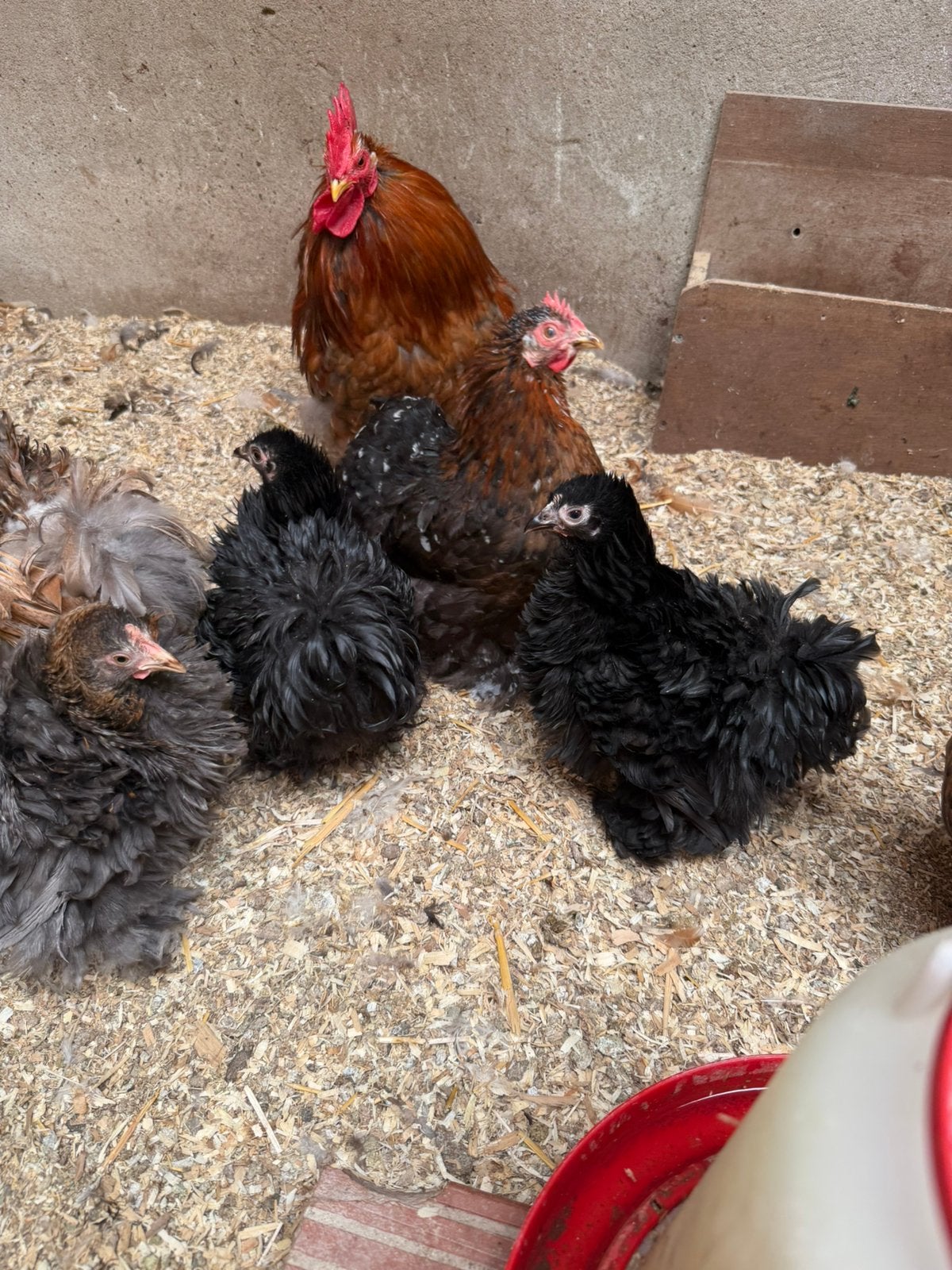 Cohin hennen met eventueel haan, Dieren en Toebehoren, Meerdere dieren, Kip