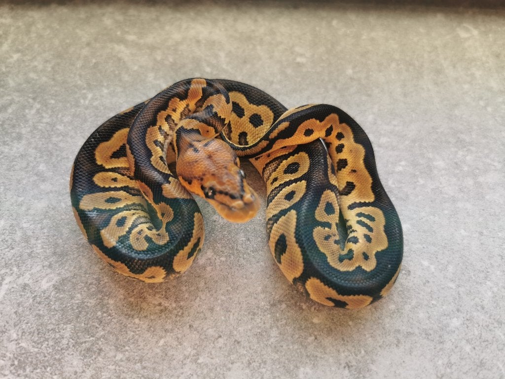 0.1 Clown Koningspython Ball Python photo 4