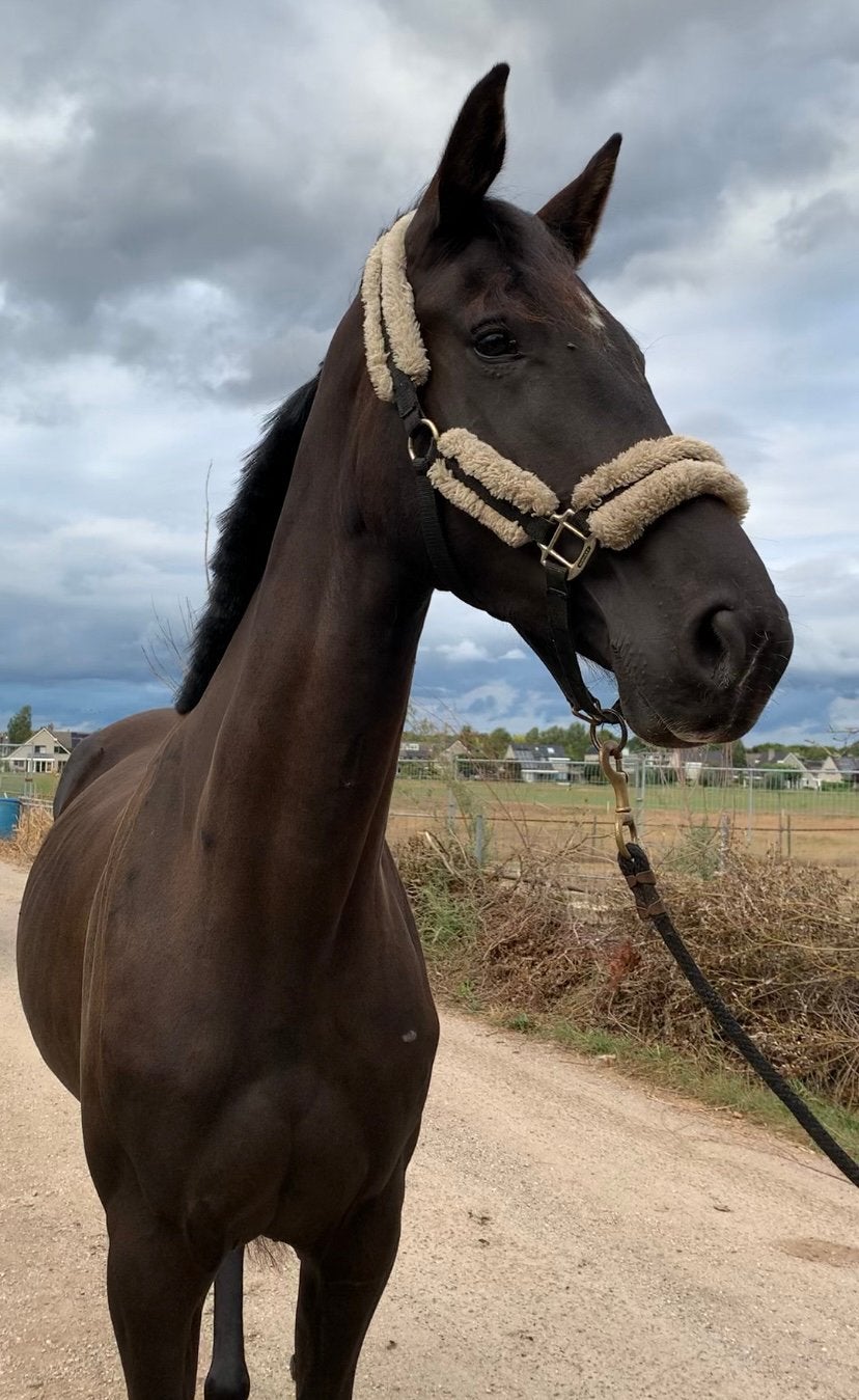 Brave jonge kwpn merrie 1.70m! Dressuurpaard, Dieren en Toebehoren, Paarden, Merrie, Met stamboom, Dressuurpaard, Onbeleerd
