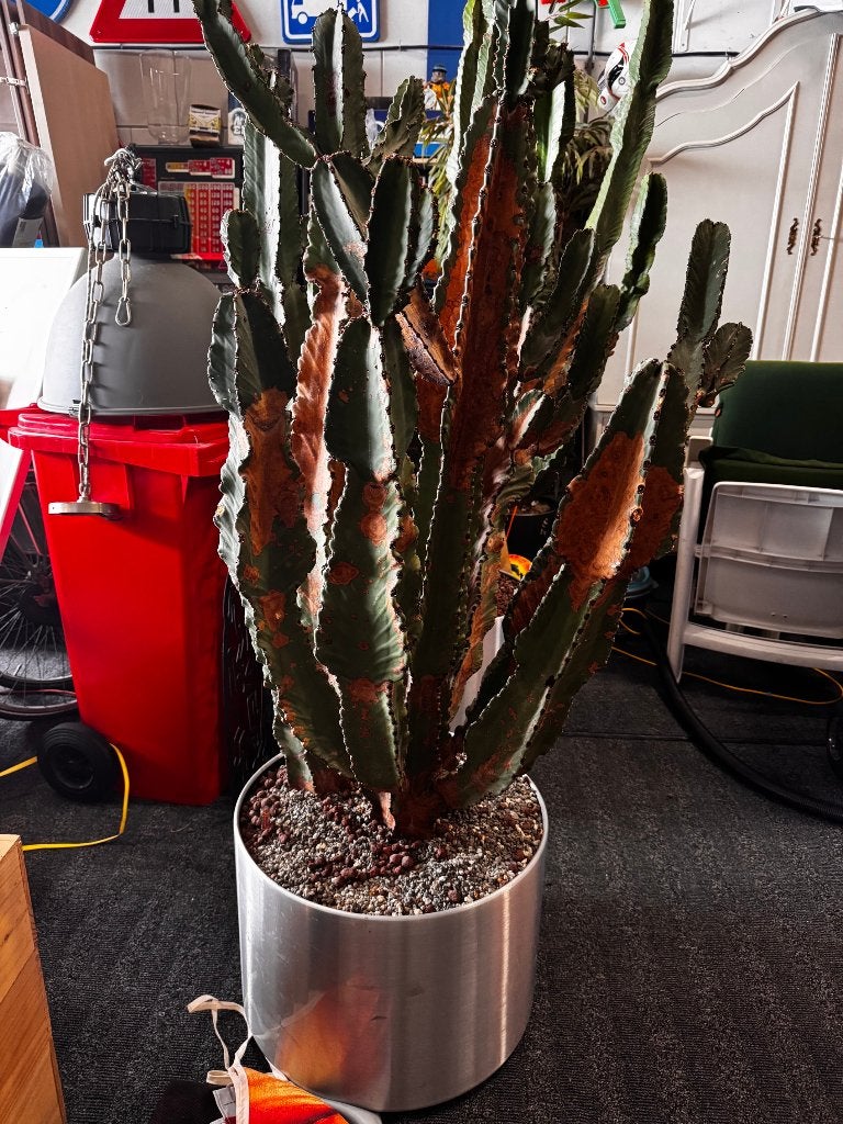 2 grote Hydro cactussen, Ophalen, Halfschaduw, 150 tot 200 cm, Groene kamerplant