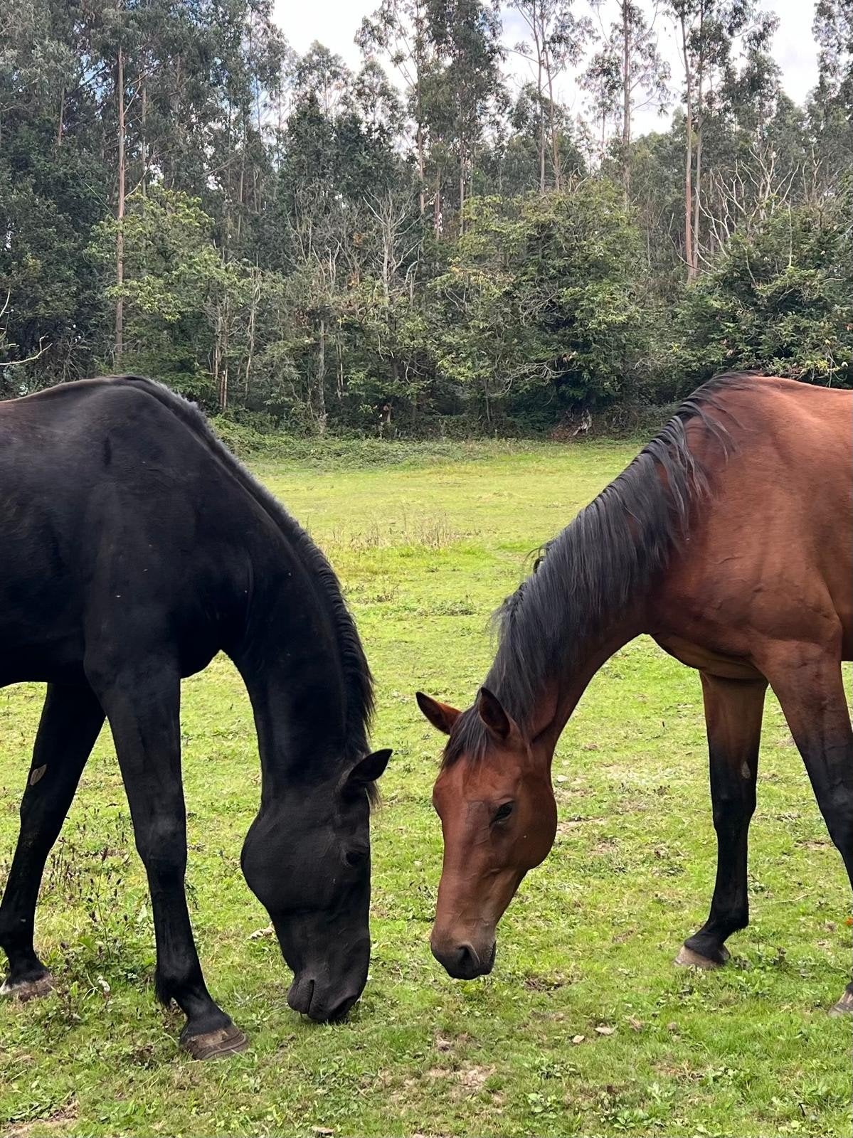 Gezocht: weidegang voor 2 springpaarden (omgeving Zutphen), Dieren en Toebehoren, Stalling en Weidegang, Weidegang, 2 of 3 paarden of pony's