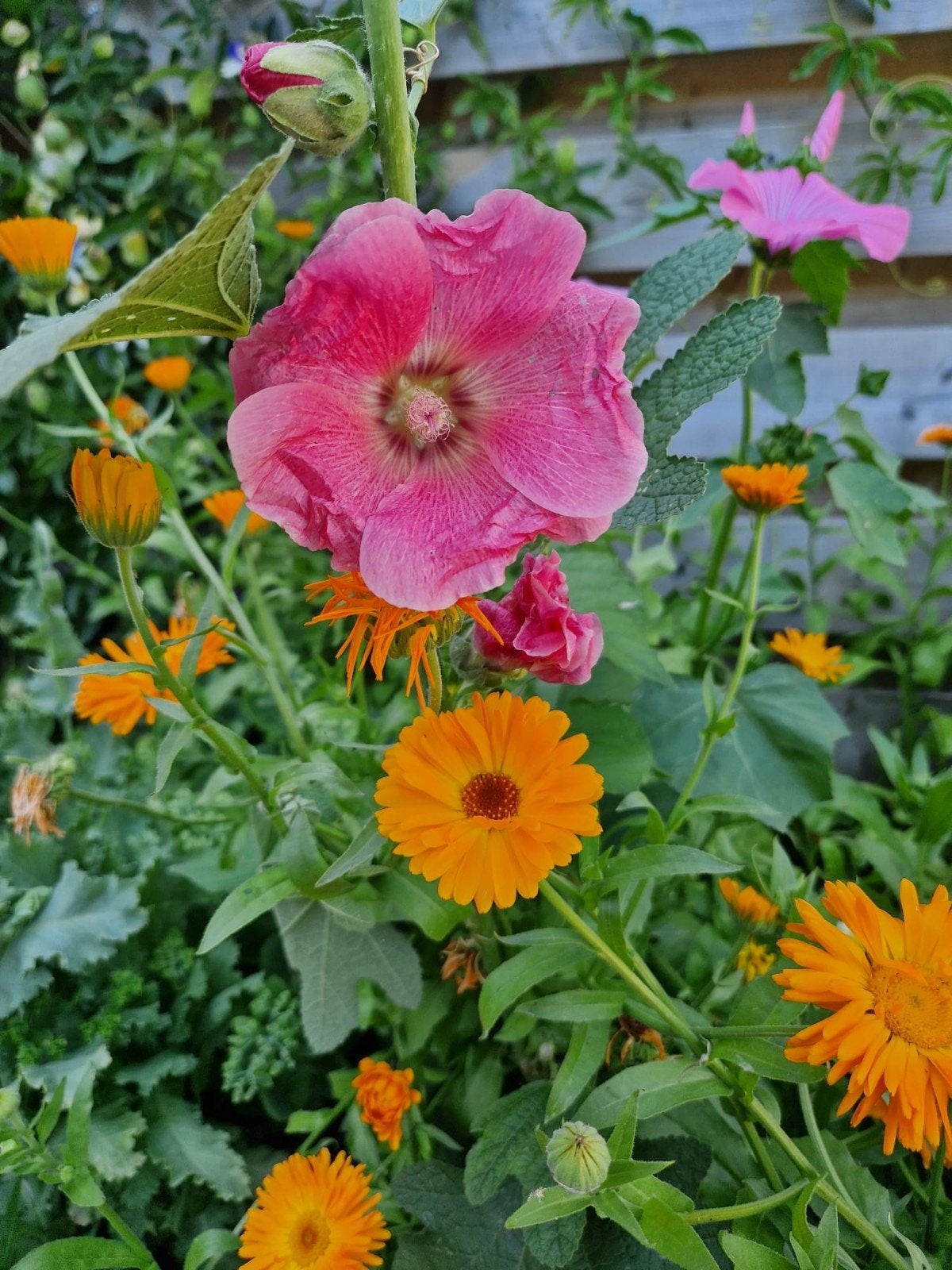 Stokroos Roze Zaden - 40 Stuks - Ideaal om nu te zaaien, Tuin en Terras, Ophalen of Verzenden, Gehele jaar, Volle zon, Zaad