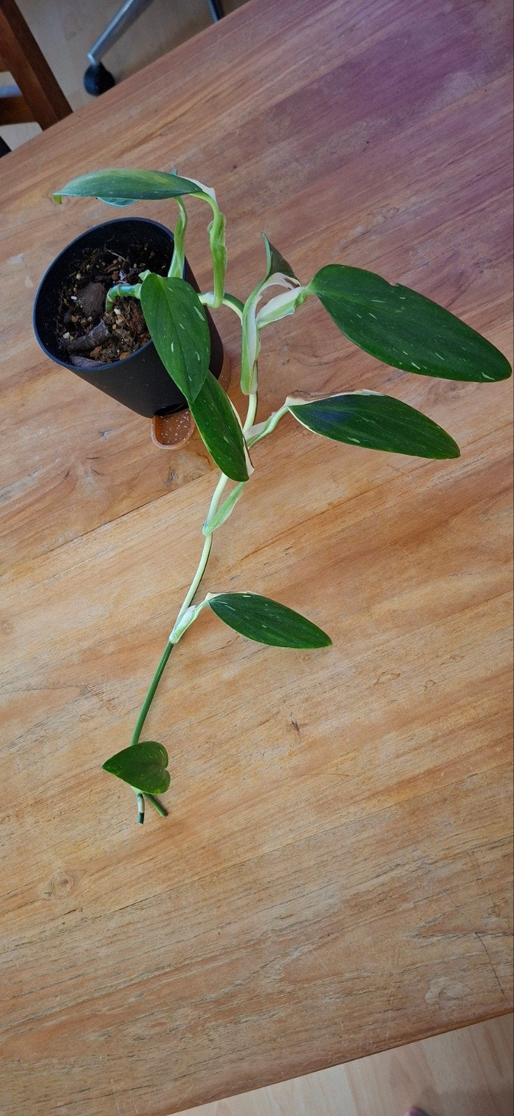 monstera standleyana variegata met buitenpot, Ophalen, Halfschaduw, Minder dan 100 cm