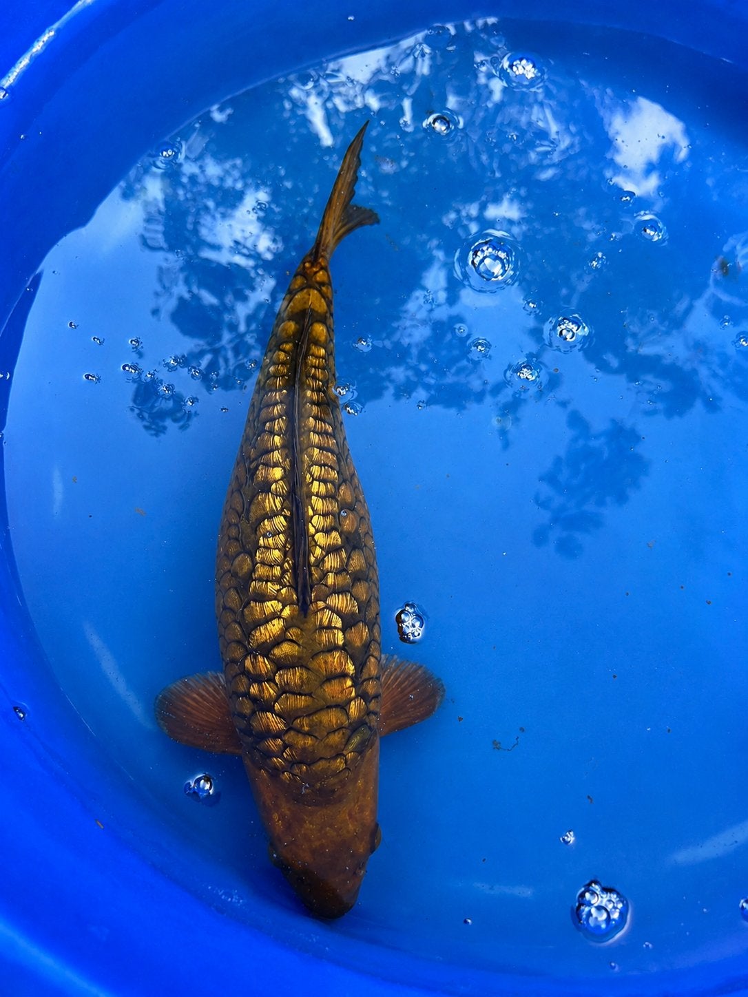 Aragoke Koi 39 cm – Koishow – Unieke verschijning, Dieren en Toebehoren, Vissen | Vijvervissen, Karper of Koi