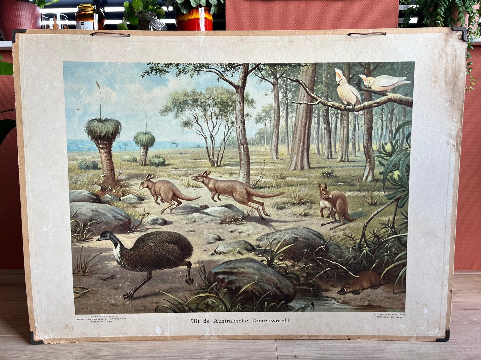 Vintage schoolplaat, Antiek en Kunst, Antiek | Schoolplaten, Ophalen, Natuur en Biologie