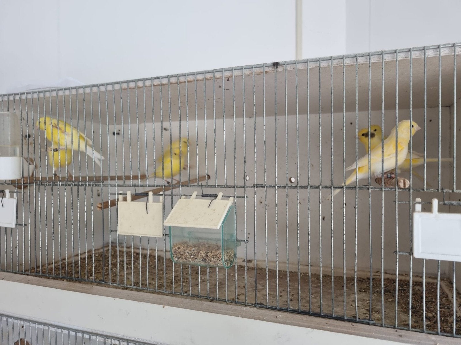 Te koop 7 mooie jonge kanaries, geel - split voor wit, Dieren en Toebehoren, Vogels | Kanaries, Meerdere dieren, Kleurkanarie