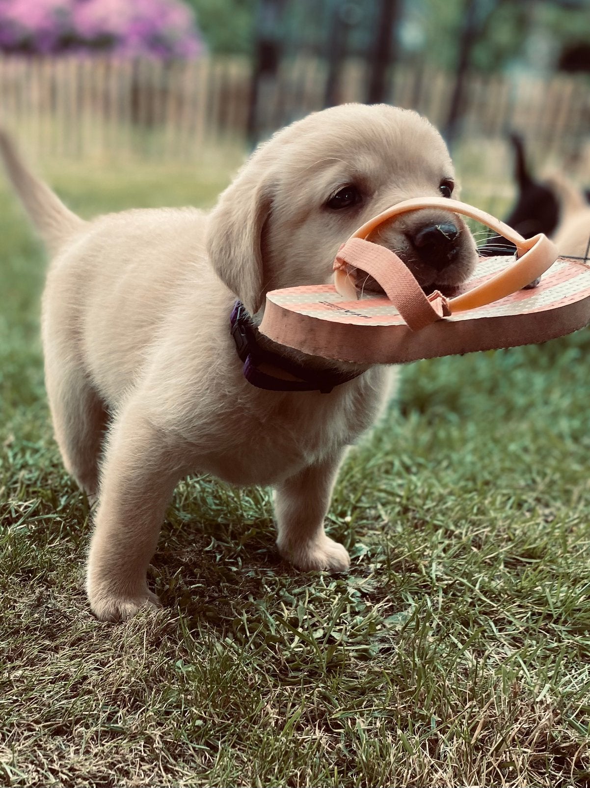 Labrador pups; stoere BLONDE teefjes😍en zwarte reu, Labrador retriever, Meerdere, Meerdere dieren, Nederland