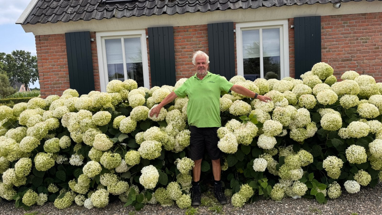Hortensia Strong Annabelle - Grote witte bloemen 11e Gratis, Tuin en Terras, Volle zon, Vaste plant, Zomer, Ophalen