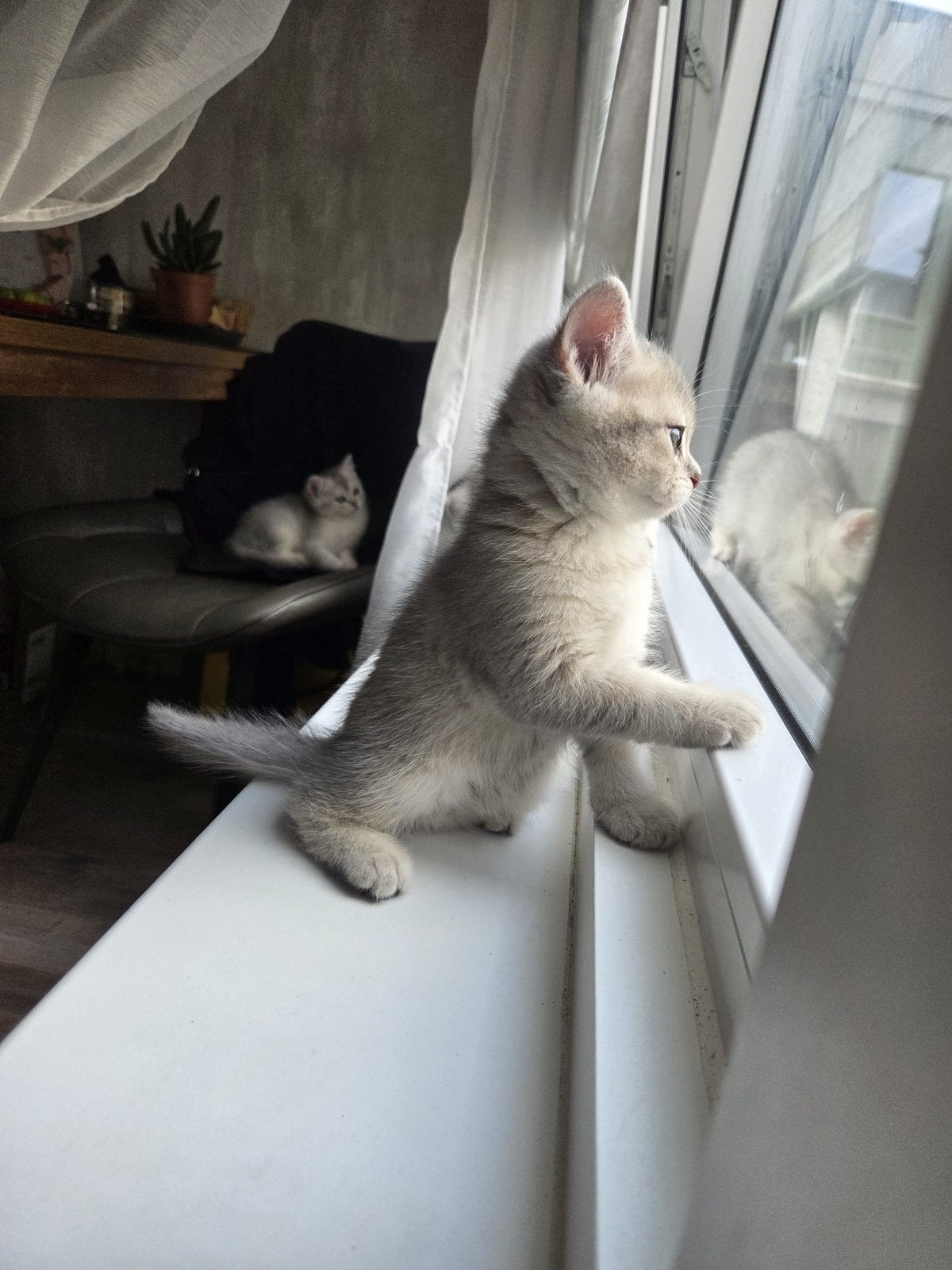 British shorthair, Dieren en Toebehoren, Katten en Kittens | Raskatten | Korthaar, Kater, Ontwormd, 0 tot 2 jaar