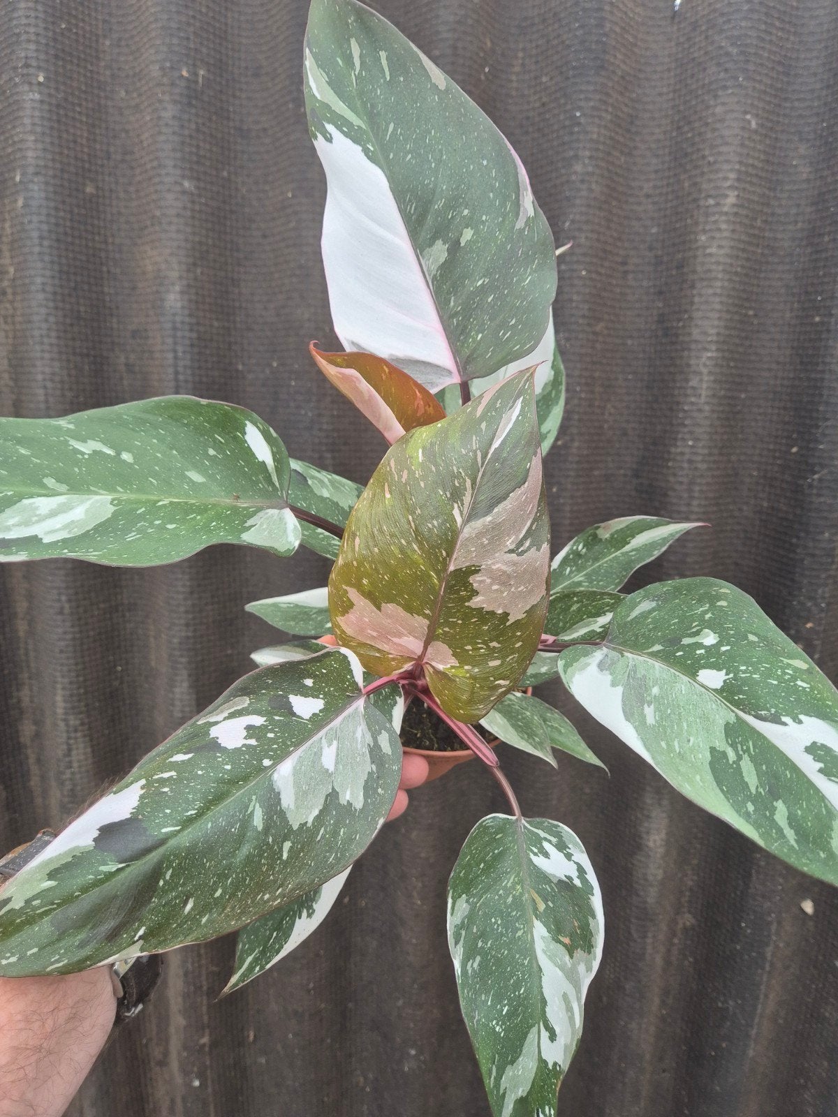 Philodendron Pink Princess Marble p12 (2), Huis en Inrichting, Kamerplanten, Ophalen of Verzenden, Halfschaduw, Minder dan 100 cm