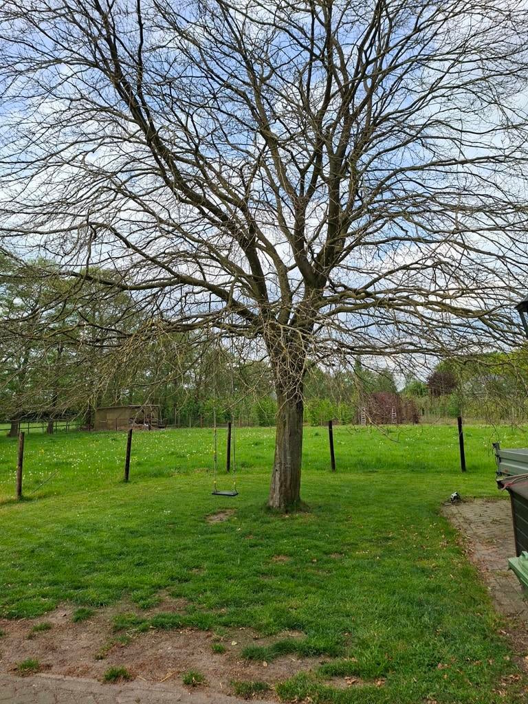 Beukenboom voor haardhout, Minder dan 3 m³, Ophalen