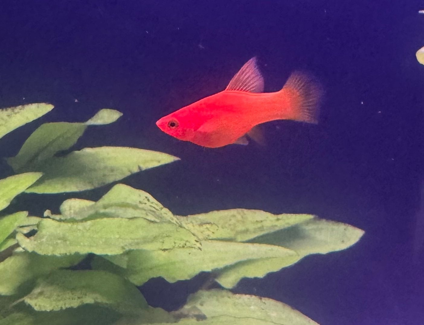 Zwaardragers jong 3 stuks vrouwtjes, Dieren en Toebehoren, Vissen | Aquariumvissen, Vis