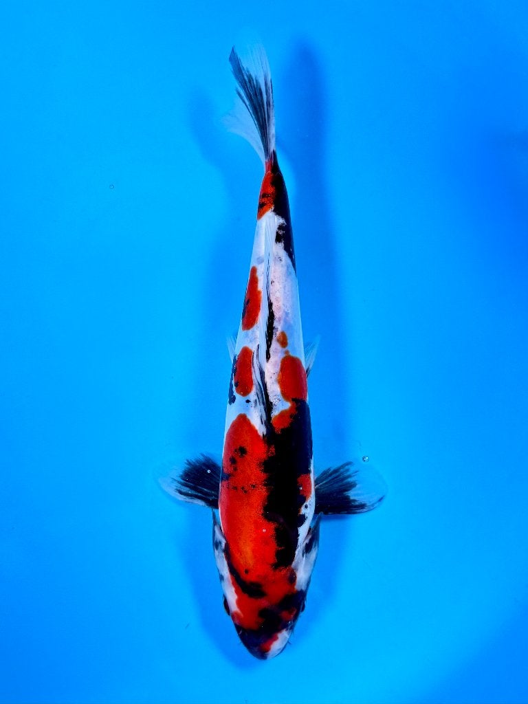 HQ Doitsu Showa | Conias Tateshita Tosai | 25-30 cm, Karper of Koi