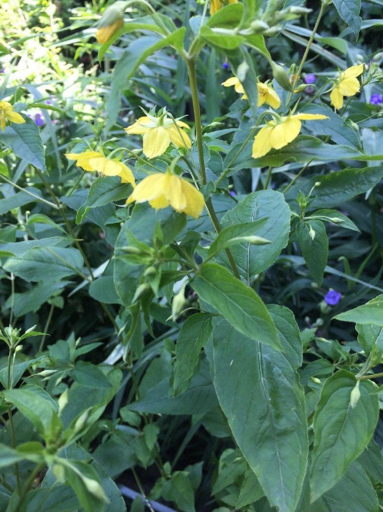 Wederik Lysimachia ciliata, Overige soorten, Vaste plant, Ophalen of Verzenden, Halfschaduw