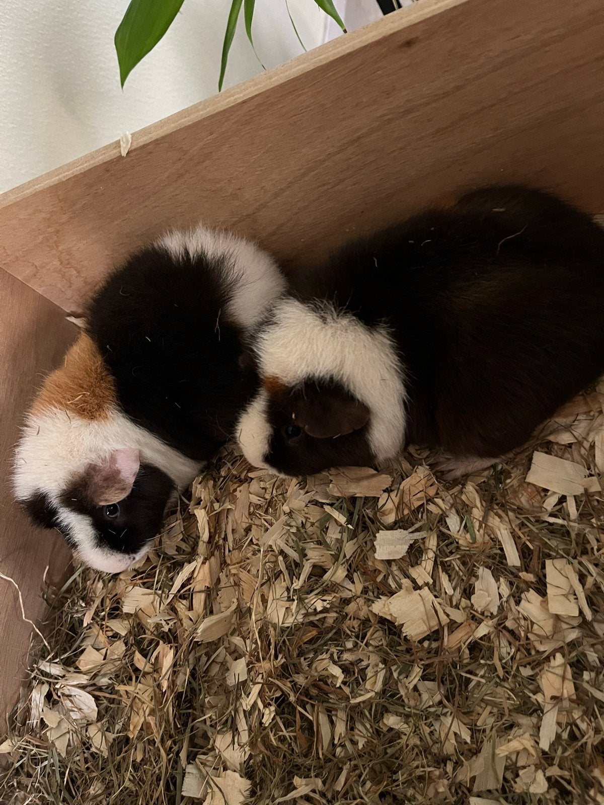 Twee us teddy zeugen, Januari, Vrouwelijk, Cavia