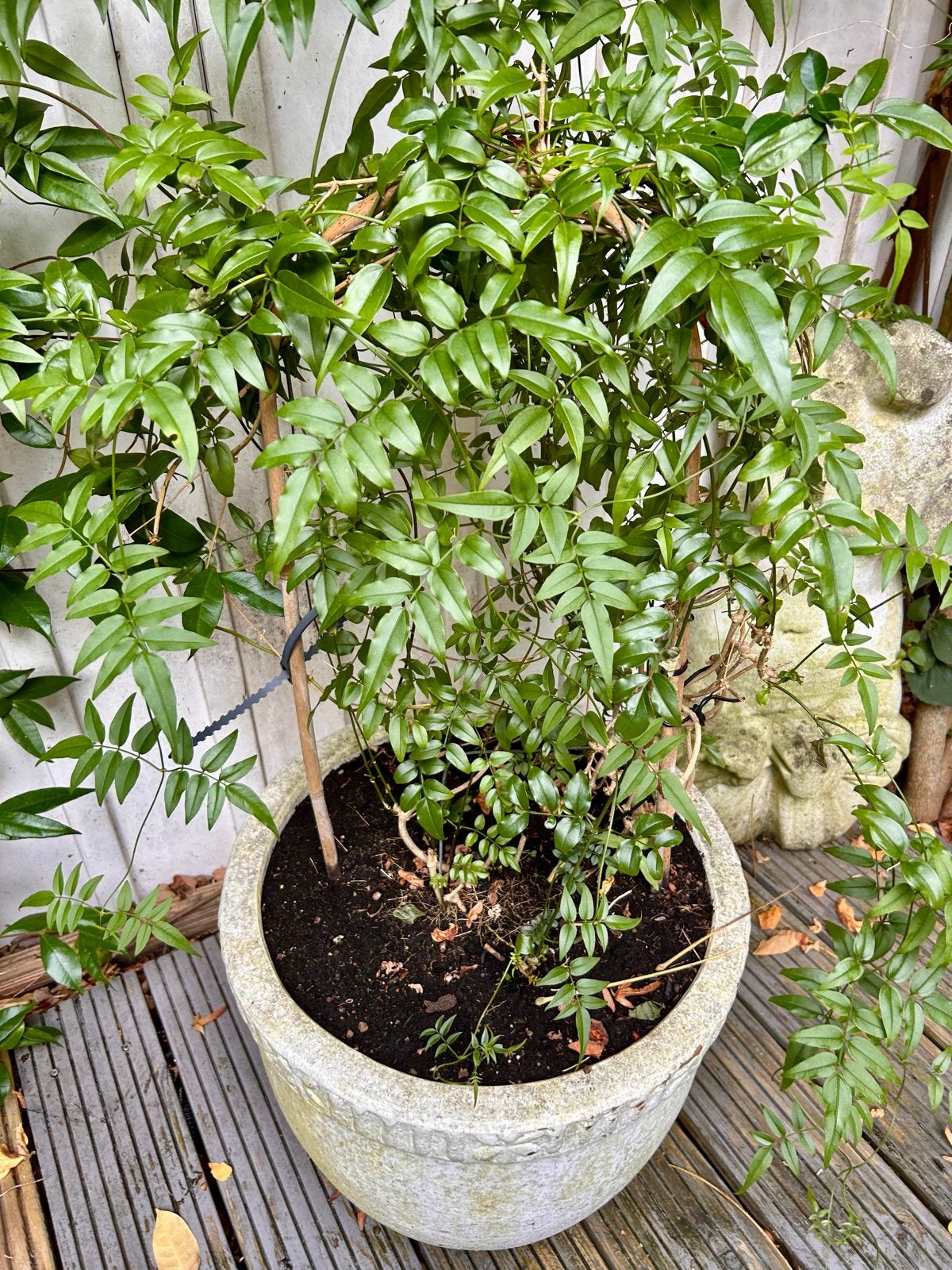 Jasmijn in pot, Jasminum polyanthum - Roze jasmijn, Tuin en Terras, Ophalen, Overige soorten, Struik, 100 tot 250 cm