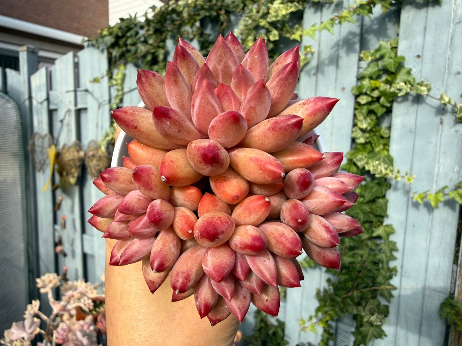 Pachyphytum Red dragonfly/pot 8cm/vetplant/succulent, Huis en Inrichting, Ophalen of Verzenden, Halfschaduw, Minder dan 100 cm
